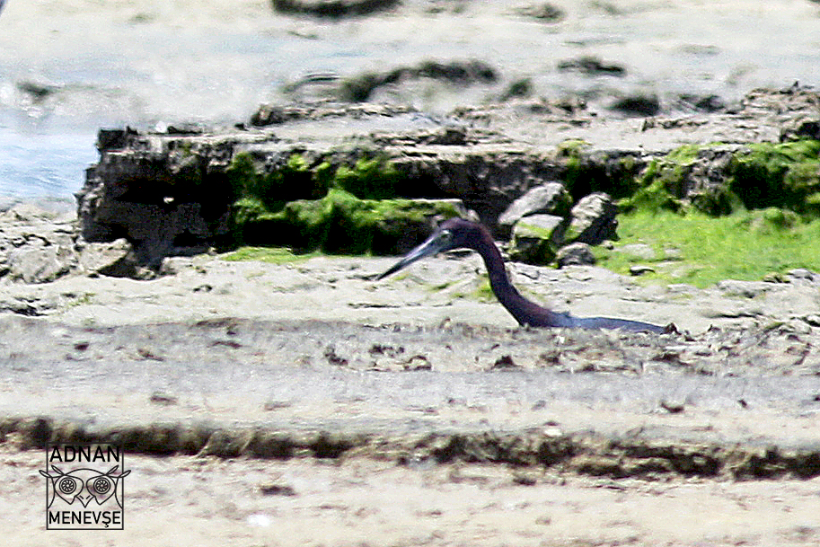 Little Blue Heron